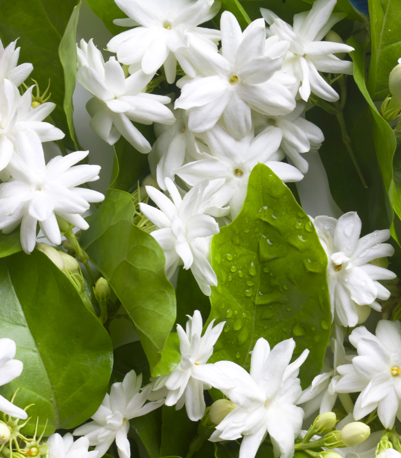 Parfum odeur jasmin